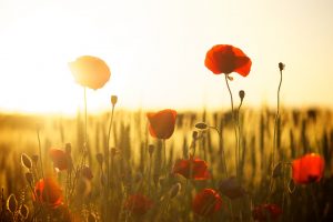 KS1 Remembrance Visit