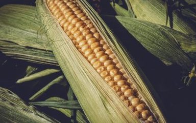Harvest Festival – Gateshead Foodbank Donations