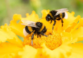 Great British Bee Swap