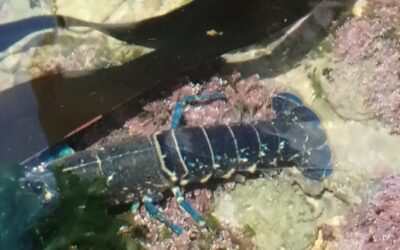 Rock Lobster!