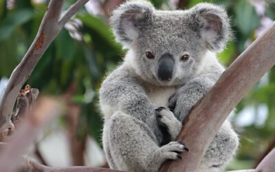 All about Koalas
