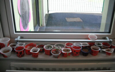 Potting Shed