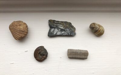 Fantastic Fossils!