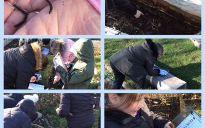 Microhabitats (Hunting for Minibeasts)