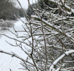 Winter Wonder – our Class 3L poem.
