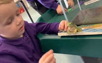 Life Cycle of a frog 🐸