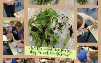 Do woodlice prefer dry or wet conditions?