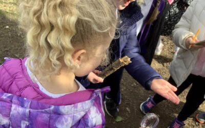 Microhabitats and woodlice galore