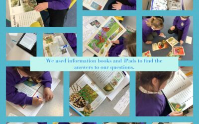 Using information books and iPads to research.