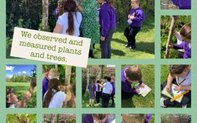 Observing and measuring plants and trees