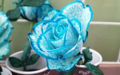 How have we made our roses blue?!