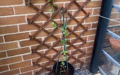 Peas in Year 4!