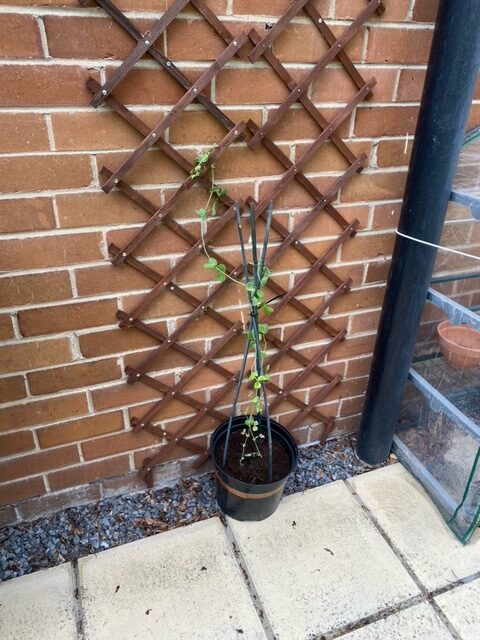 Peas in Year 4!
