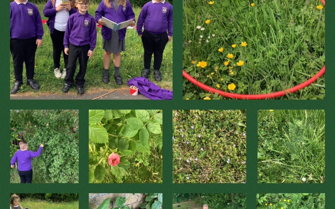 Hunting for wild flowers