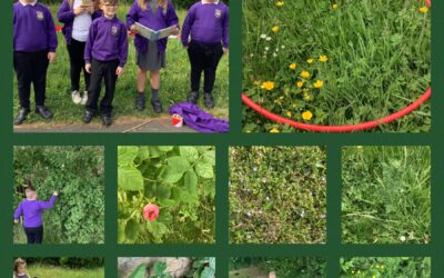 Hunting for wild flowers