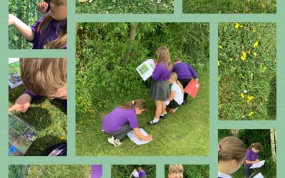 Which wild grasses can we find?