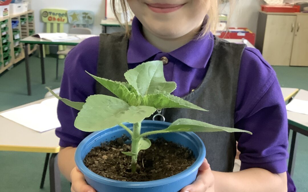 Life cycle of a plant