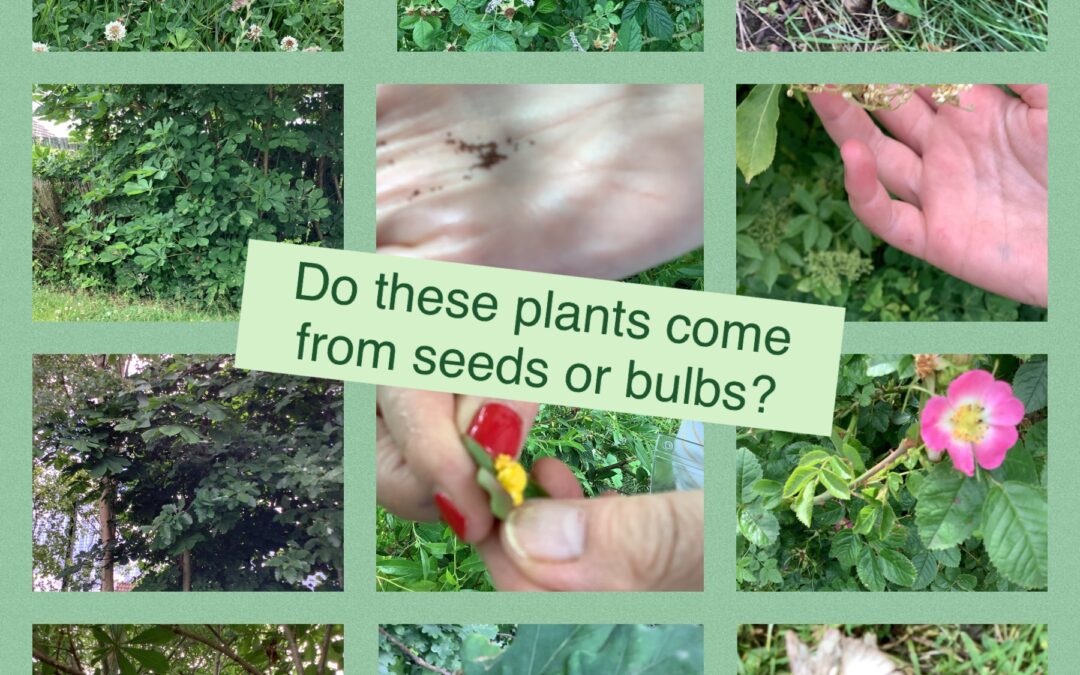 What is the difference between seeds and bulbs?