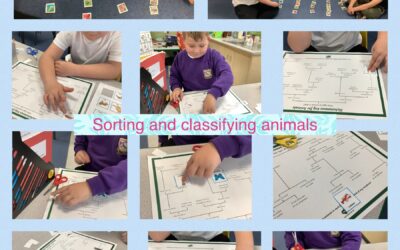 Sorting and classifying animals