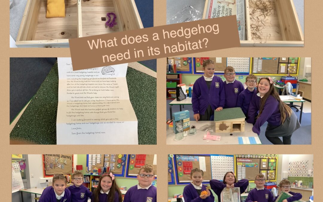 What does a hedgehog need to survive in its habitat?