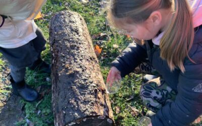 Forest fun
