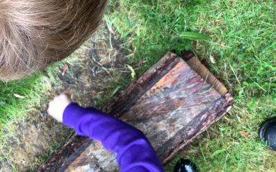 Which invertebrates can I find on the school grounds?