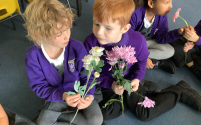 What is a plant?