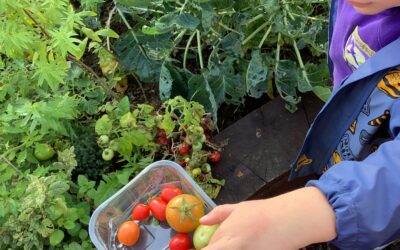 Harvested yesterday, ate today