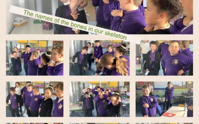 What are the names of the bones in the human skeleton?