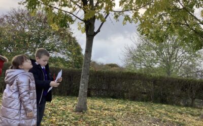 Identifying Trees