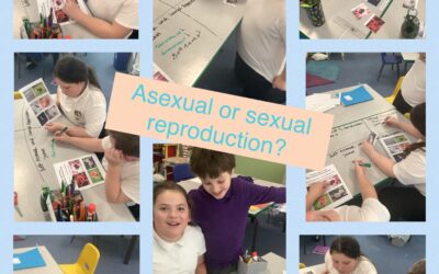 Asexual or sexual reproduction?