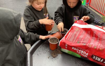 Where is best for a seed to grow?